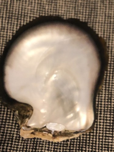 Grande coquille - 24,