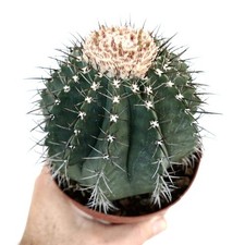 Melocactus glaucescens WHITE CEPHALIUM selected - NO variegated crested