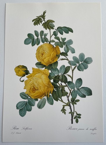 Botanique rosier jaune - jaune, de