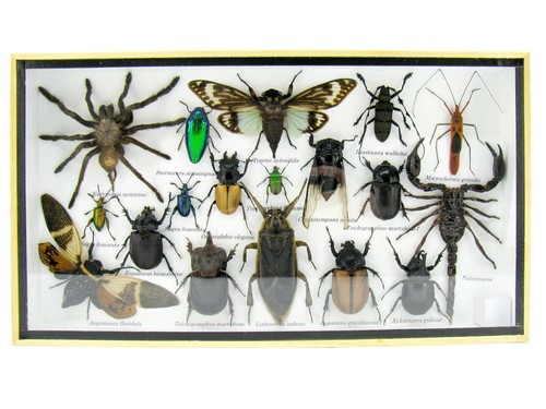 Insectes exotiques réel - 3d,