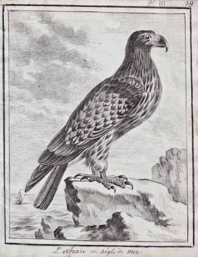 Aigle pêcheur blanc - aigle,