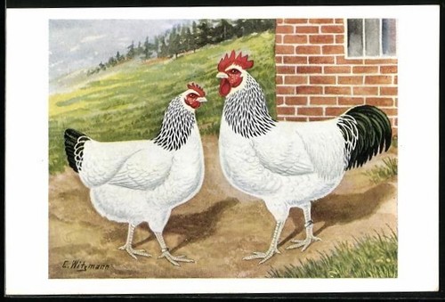 Carte postale artiste coq - postale,
