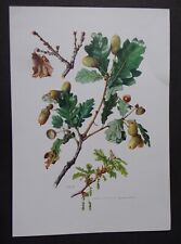 planche ARBRISSEAUX ARBUSTES