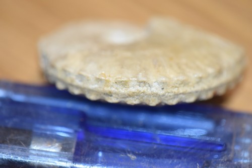 Ammonites distichoceras gr - 1,