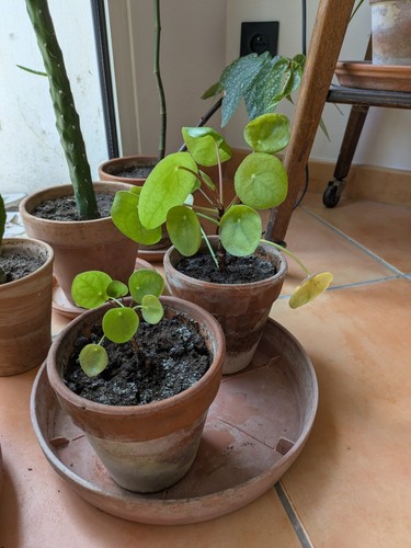Plantes intérieur vertes - plantes, d’intérieur