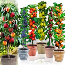 Lot de 4/8 Arbres fruitiers