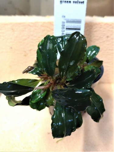 Bucephalandra green velvet - bucephalandra,