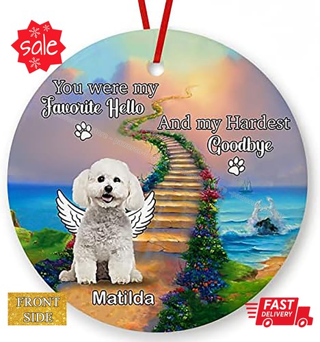Bichon frise dog - bichon,