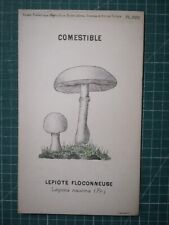 yv081 mycologie dessin