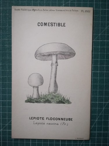 Yv081 mycologie dessin - yv081,