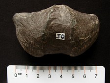 Brachiopode du Dévonien 