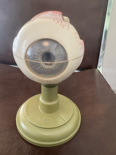 Somso eyeball model provides - model,