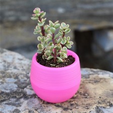 (Rouge Rose)succulente Pot