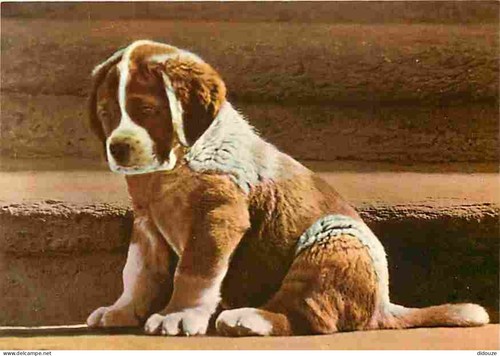 Carte postale animaux - -,