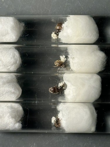 Fourmis lasius niger - niger, +