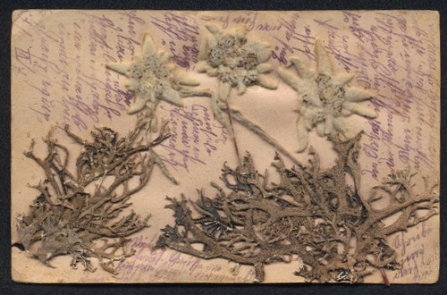 Carte postale fleurs - de,