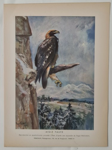 Aigle fauve roger reboussin - fauve,