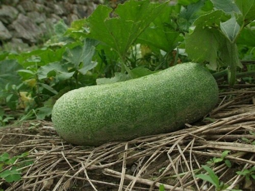 Wax melon benincasa hispida - wax,