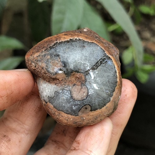 51gr amazing whole permian - 51gr,