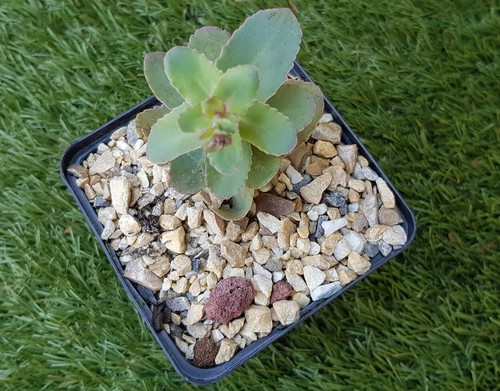 Sedum robustum ruby glow - "robustum, glow"