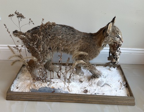 Vintage bobcat mount taxidermy - vintage,