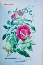 jardin BOIS atlas des plantes de jardins et d'appartements 1896