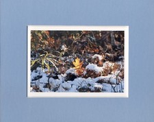 " Golden Leaf"  photo by Maureen McCarthy 8" x 10" mat, 4" x 6" image