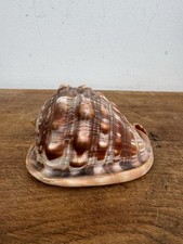 Coquillage Cypraecassis Rufa 9,3cm - Casque Rouge