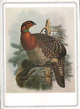 Vintage Oiseau Imprimé~BLYTH'S Tragopan~ Josef Loup