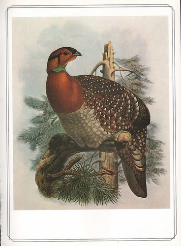 Vintage oiseau - vintage,