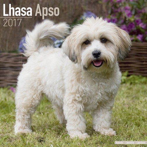 Calendrier 2017 lhassa apso - 2017,