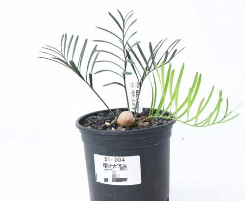 Pot 5cm rare cacti - 10.5cm,