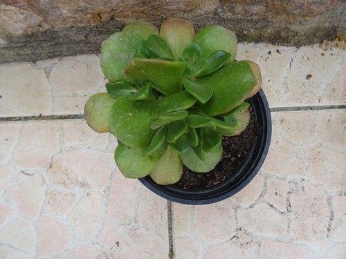 Belle plante grasse aéonium - belle,