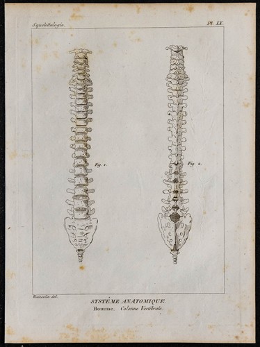 1825 colonne vertébrale - colonne,