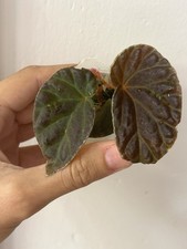 Begonia Darthvaderiana X Dracopelta