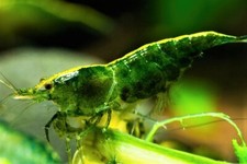 CREVETTE GREEN JADE