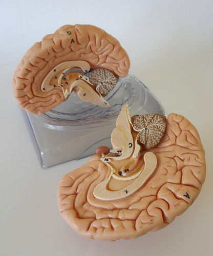 Somso brain anatomical part - brain,