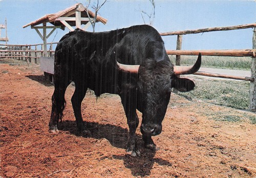 Camargue taureau - 13, la