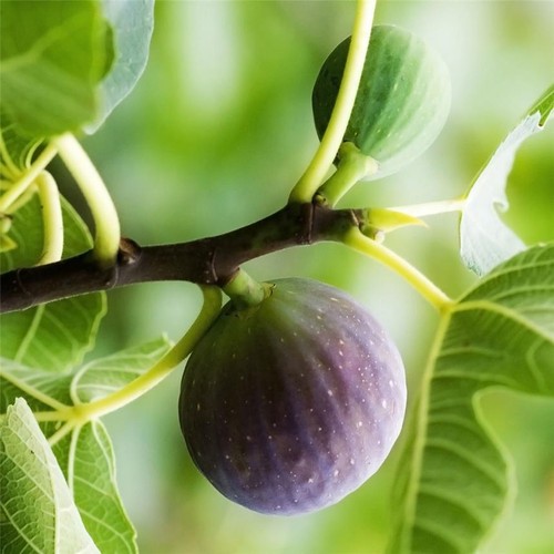 Ficus carica ronde de - carica, "ronde