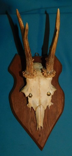 Ancien trophee chasse - ancien, de