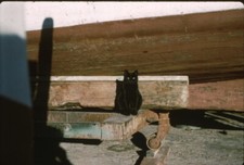Diapositive photo v. 1960 - chat noir près d'une coque de bateau en bois