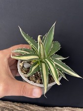 RARE! Agave Horrida Mediopicta