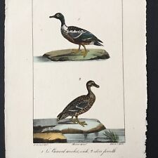 Gravure Litho par Motte dessin Meunier, 1825 - Canard Souchet Ducks
