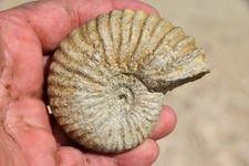 RARE ammonite Mantelliceras