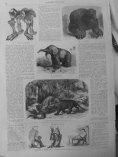 1862  MAMMOUTH SQUELLETTE DECOUVERTE FOSSILE 2  JOURNAUX