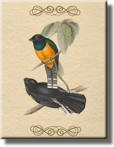Birds america vintage - of,