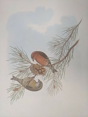 1969 oiseau imprimé - 1969,