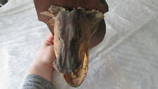 Jolie trophée taxidermie tête de brochet sur plaque en bois
