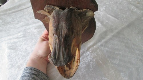Jolie trophée taxidermie