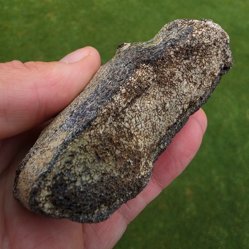 Partial mosasaur plesiosaur - partial,